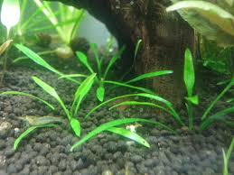 It comes from the genus 'cryptocoryne' and it is notable for its wide variety which comprises of diverse species of different. Crypt Parva Organicaquatics