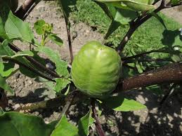 Image result for durman obecný plod