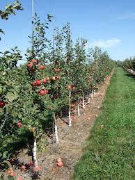Polish your personal project or design with these apple tree transparent png images, make it even more personalized and more attractive. Growing Apples In The Home Garden Umn Extension
