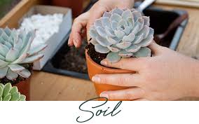 If a cactus or succulent is not used to receiving sun and then begins receiving full sun, it can lead this plant's light requirements have increased and i will need to cut it and repot it closer to the. The Wonderful World Of Succulents Crocker Nurseries