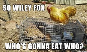 When it comes to people i really care about i would gladly step in to protect the regardless of what. Triumphant Rooster Lording It Over Wiley Fox Meme On Imgur