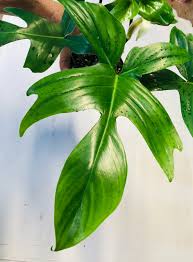 Philodendron Pedatum Nse Tropicals Plants Unusual Plants Philodendron