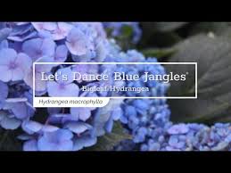 Compact nature with thick strong stems and leaves will hold up large colorful blooms. 30 Seconds With Let S Dance Blue Jangles Reblooming Hydrangea Youtube
