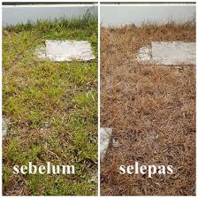 Rumput seringkali ditanam sebagai tanaman hias, tanaman obat atau pakan ternak. Buat Sendiri Racun Rumpai Dengan Cara Yang Amat Mudah Dan Berkesan Blog Santai Santai Jerr