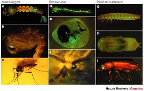 We're your local pest control company, servicing communities in and around sebastian, vero, and melbourne. Applications Of Insect Transgenesis Nature Reviews Genetics