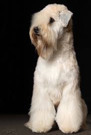 Erin On The Spot Studios Pet Photography By Ted Prescott Wheaten Terrier Soft Coated Wheaten Terrier Canine Grooming