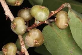 Image result for Margaritaria discoidea