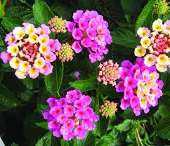 Lantana Bandana Pink Is My Fave Fantastic Annual Showy Really Attracts Butterflies Bees Etc Don T Touch The Leaves Too Much They Can Be Irritating