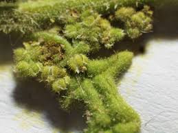 Image result for Dysphania pumilio