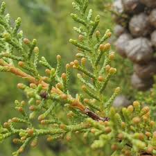 Image result for Cyphia erecta