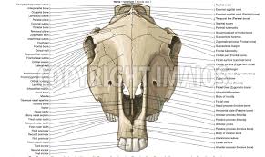 That means there is a good blood supply with special bone remodeling cells. Anatomy Of The Horse Osteology