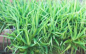 In that case, underwatering becomes a problem. Growing Conditions For Aloes How To Grow Aloe Plants In The Garden