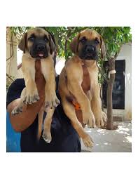 Purina pro giant breed seniors: Great Dane Puppies For Sale Gender Female