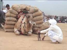 Camels is an exercise for the b2 first use of english set at an upper intermediate level of english. Magic Of Camel To Stand With Heavy Weight Youtube