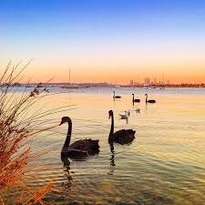 Swan River Perth Wa Swan River Perth Australia Perth Western Australia