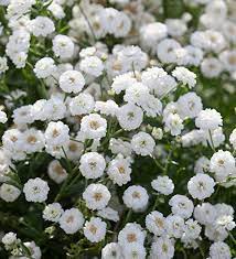 Pin On Crop Ideas