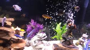I used standard store bought decor and supplies. Interior Design Ideas Home Decorating Inspiration Asian Themed Fish Tank Decorations