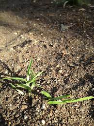 Austin Lawncare Tips Reseed This Spring Reseeding Lawn Lawn Care Grass Care