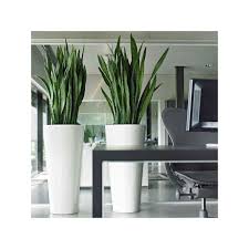 Pot Conique Resine Tunisie Jardin Decoration Plantes Interieur Jardinage En Pots Plantes Bureau