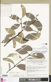 Image result for Salacia rhodesiaca