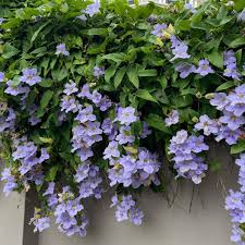 Image result for Thunbergia