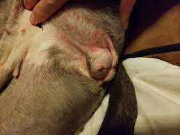 Hi Two Weeks Ago My Dog Just Finished A Course Of Antibiotics Due To Hematuria Caused By Urinary Tract Infection Proteus And Ecoli Petcoach