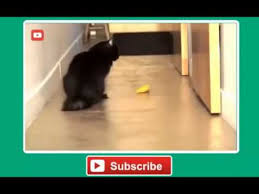 Published on sun, 20 apr 2014. Katzen Backe Backe Kuchen Youtube