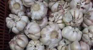 Cara tanam bawang putih yang simpel serta masa tanam bawang putih yang singkat, membuat praktik ini sangat masuk akal jika dilakukan. Harga Terus Melonjak Pemerintah Diminta Untuk Evaluasi Impor Bawang Putih