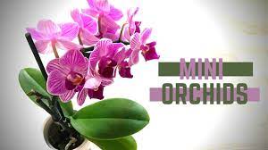 Mini Orchid Care In 2020 Miniature Orchids Orchids Orchid Care