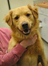 Davie 2 Years Old Golden Mix Greater Androscoggin Humane Society 55 Strawberry Avenue Lewiston Maine 04240 P 207 783 Humane Society Puppy Mills Golden Mix