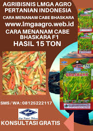Cara Menanam Cabe Bhaskara F1 Panen 15 Ton Agribisnis Pinterest 08125222117 Sms Wa Toko Pertanian Online Lmga Agro Jual Benih Cabe Menanam Panen Benih