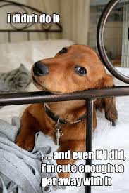 Weenie Dog Quotes Quotesgram