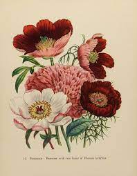 3l x 3w, 6 stickers per sheet small: Vintage Flower Print 1948 Peony Peonies English Countryside Victorian Botanical Artist Il Vintage Botanical Prints Botanical Drawings Botanical Illustration