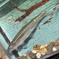 Image result for Nothosaerva