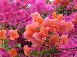 Bougainvillea I Want One In The Peachy Orange Color But Locally Ever Only See Them In Hot Pink Bougainvillea Flowers Flower Petals