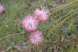 Image result for Blepharis gazensis