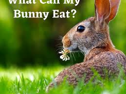 How can i eliminate the 101 rabbits that are eating away at everything in my urban flower garden. Bad Rabbit Food What Not To Feed Your Bunny Pethelpful