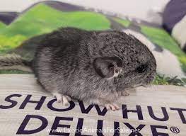 Two adorable chins for sale. Chinchillas For Sale