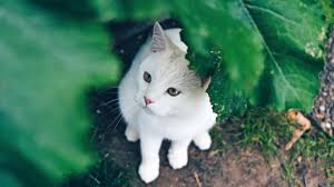 ausgesetzt oder nur am streunen tierwelt