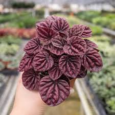 Image result for Peperomia molleri