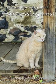 A cat pressing its head firmly against you, walls or floors for prolonged periods is not bunting. Cat Head Pressing Bumping And Rubbing A Complete Guide