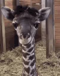 Standing at over 18 ft. Giraffe Funny Gifs Tenor