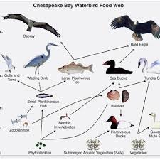 Identifying food chains and food webs. 3 Energy In Biological Processes