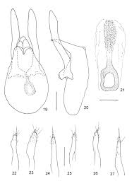 Jasa pembuatan site plan konsultan properti. Review Of Asian Species And Cladistic Analysis Of Bironium Csiki Coleoptera Staphylinidae Scaphidiinae With Comments On Biogeography
