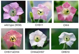 Some people regard as having the best nighttime scent of all the nicotiana varieties. Flower Phenotypes In Transgenic Tobacco Plants Untransformed Tobacco Download Scientific Diagram