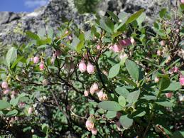 Image result for Vaccinium madagascariense