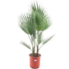 Image result for Washingtonia