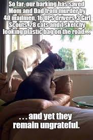 The Best Big Dog Memes Lovely Animals World Coolcanine Giftsfordoglovers Dogmemes Dogmemes Funnydogmemes Hum Funny Dog Memes Funny Animals Funny Dogs