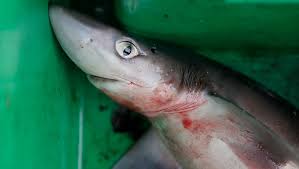 Dogfish blamed for Mass. fishery's problems