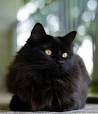 Black Cat Breeds (with Yellow Eyes, Long haired)